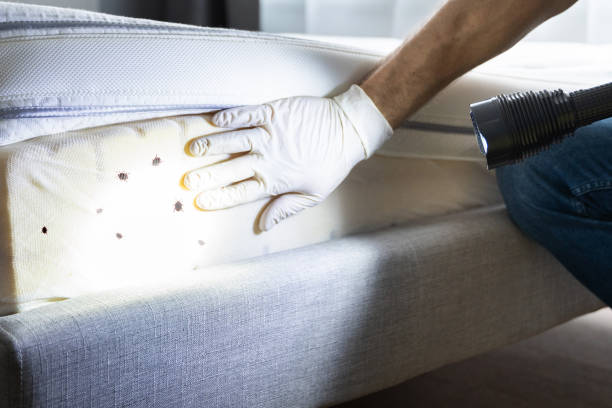 Best Pest Prevention Services  in Navy, VA