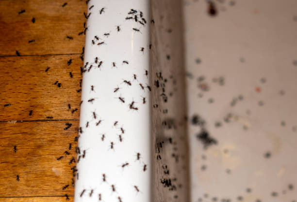 Best Local Pest Control Services  in Navy, VA